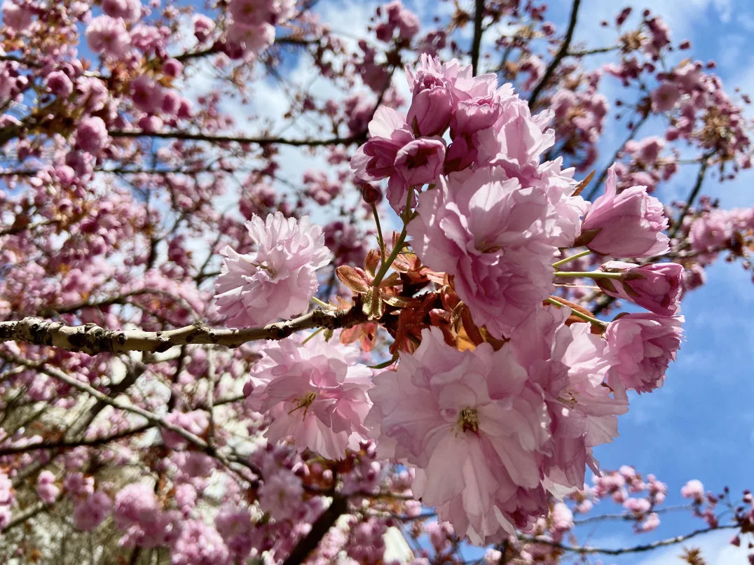 Kirschblüte