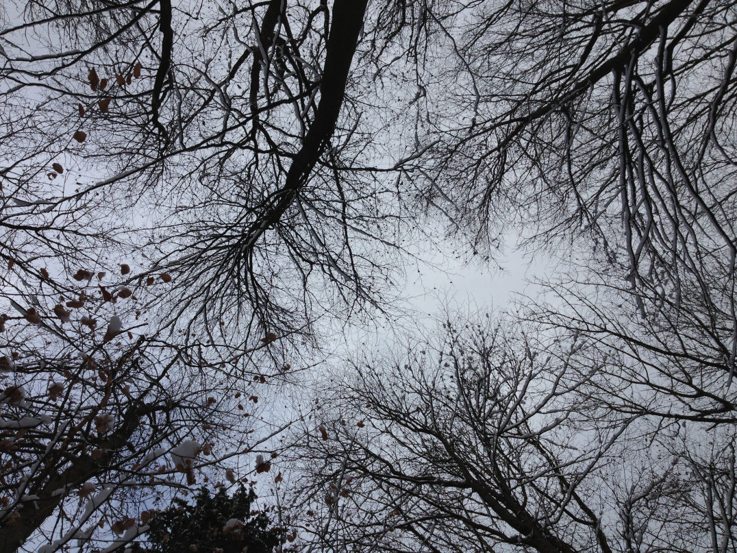 Baumwipfel gen Himmel geschaut