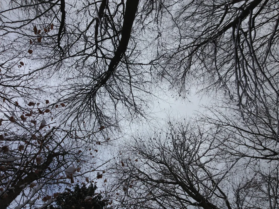 Baumwipfel gen Himmel geschaut