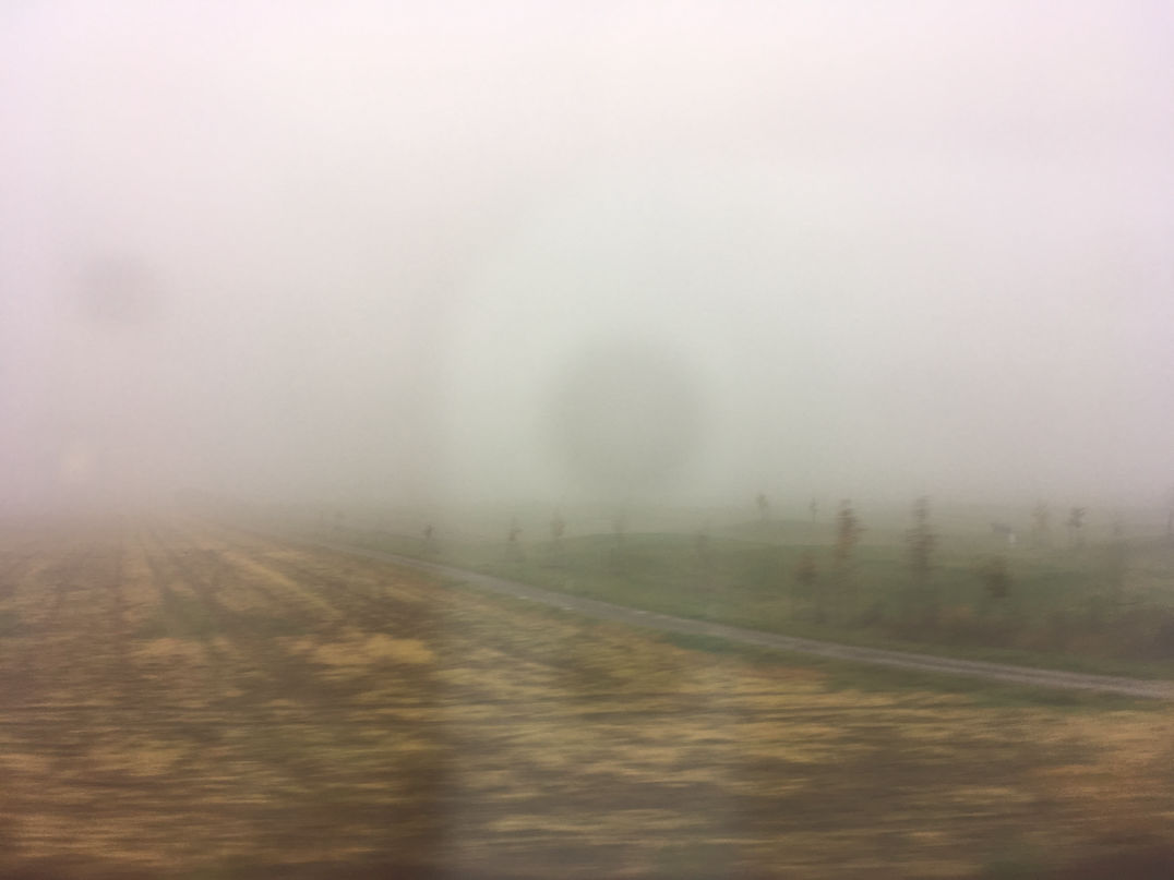 Felder und Wiese mit Baum im Nebel
