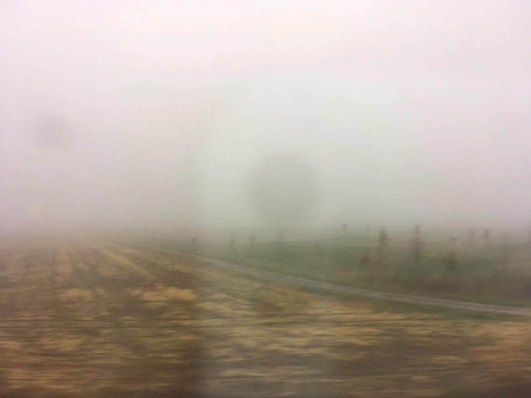 Felder und Wiese mit Baum im Nebel